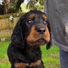 Boy 3 - Black and tan male Gordon Setter puppy in Milton, Florida from Katherine's Golden Retrievers, Gordon Setters, and English Setters