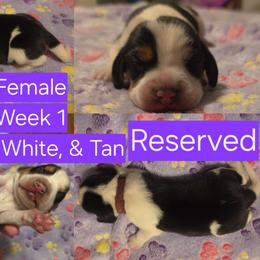 Luna-Purple Female - Black white and tan female Beagle puppy in Bemidji, Minnesota from Nse Farms Beagles