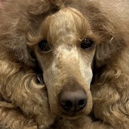 ROSIE - Poodle