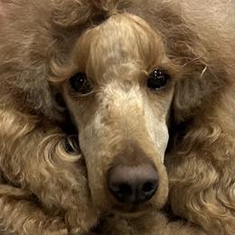 ROSIE - Poodle