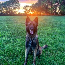 Tris - Belgian Tervuren