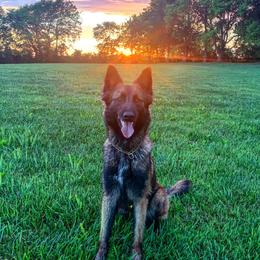Tris - Belgian Tervuren