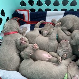 Weimaraner Puppies from Golden Hill’s Weimaraner’s