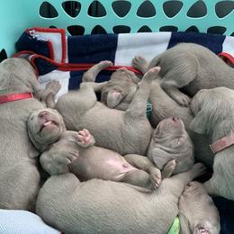 Weimaraner Puppies from Golden Hill’s Weimaraner’s