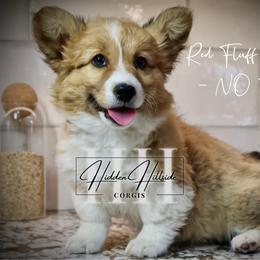 Red FLUFF girl DOCKED TAIL - Red female Pembroke Welsh Corgi puppy in Locust Grove, Oklahoma from Hidden Hillsides Corgis