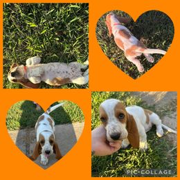 Basset Hound and Dachshund Puppies from Heyliger Hounds