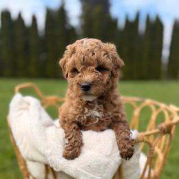 Sugar - Apricot female Goldendoodle puppy in Battleground, Washington from Doodles Delight PNW