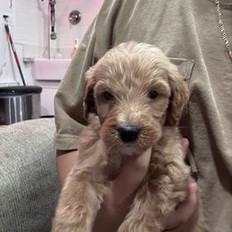White - Apricot male Goldendoodle puppy in Bakersfield, California from Lavish Doodles