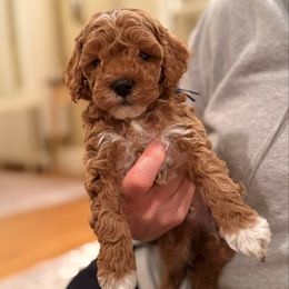 Boy 1 - male Cockapoo puppy in Strasburg, Pennsylvania from Brook Valley Cockapoos