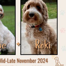 Australian Labradoodle puppies from Lakeshore Labradoodles