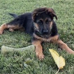 Twink and Sam - Green or Black Collar Girl - Black and red female German Shepherd puppy in Galt, California from At Redwood Runs