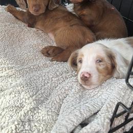 Cockapoo, Dachshund, and Miniature Schnauzer Puppies from LUXEYPUPS