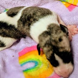 Daphney - White and fawn brindle female Whippet puppy in Goldendale, Washington from Amulet Charm