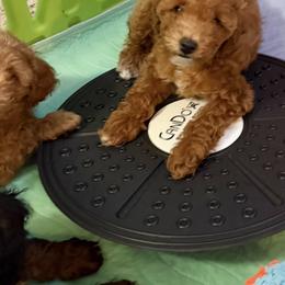 Poodle Puppies from Wanda Burton