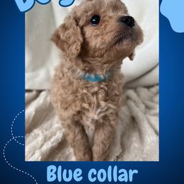 Cavapoo and Poodle Puppies from Cara Howell