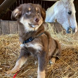 Rita - Red tri-color female Australian Shepherd puppy in Whitwell, Tennessee from Owl Hollow Farm