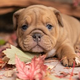 Bulldog Puppies from Erimis Bulldogs