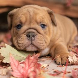 Bulldog Puppies from Erimis Bulldogs
