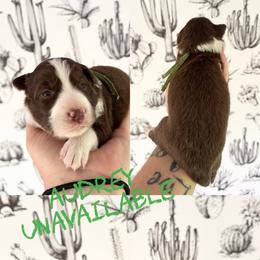 Audrey - Red female Border Collie puppy in Sanger, California from Flying M Cactus Ranch Buddies