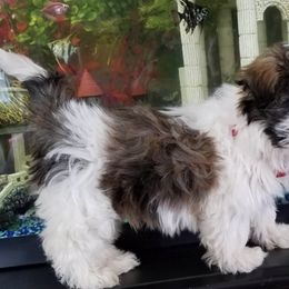 Maltese from Kerrie Craig's Maltese