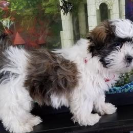 Maltese from Kerrie Craig's Maltese