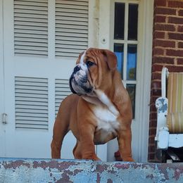 Bulldog Puppies from Flobama English Bulldogs