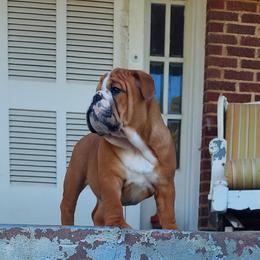 Bulldog Puppies from Flobama English Bulldogs