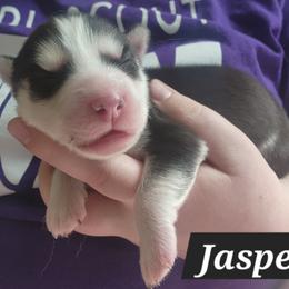 Jasper - Black and white male Siberian Husky puppy in Louisville, Kentucky from Xavier's Home for Gifted Huskies