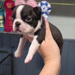 Atlas - Black brindle and white male Boston Terrier puppy in Billings, Missouri from Azaleas Euro Boxers & Boston Terriers