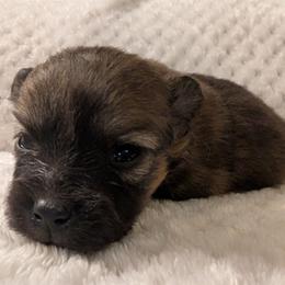Dancer - Red female Pomeranian puppy in Comer, Georgia from HillTop Pomeranians ✨