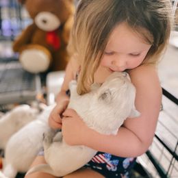 Golden Retriever Puppies from DeClercks Goldens