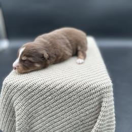 Ranger - Red tri male Miniature Australian Shepherd puppy in Queen Creek, Arizona from Arizona Aussies