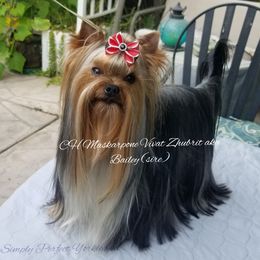 Bailey - Yorkshire Terrier