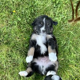 Miniature Australian Shepherd Puppies from 5 Star Mini Aussies