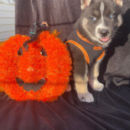 Siberian Husky Puppies from Siberian Huskies-Beckham the Great
