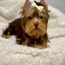 Chocolate Male - Chocolate and tan Yorkshire Terrier puppy in San Jose, California from Precious Yorkies