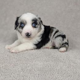 Penelope - Blue merle female Miniature Australian Shepherd puppy in Bedias, Texas from JSK Aussie and Cavaliers
