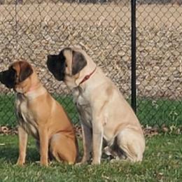 Mastiffs from Mastiffs of Bowdil