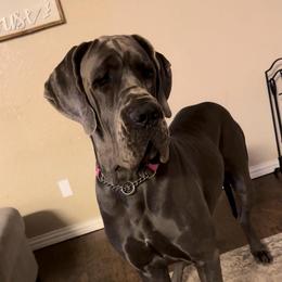 Lula Mae - Blue female Great Dane puppy in Granbury, Texas from Anderson Blau’s Great Danes
