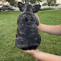 French Bulldog Puppies from Fair Towne Frenchies