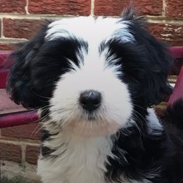 Tibetan Terriers from Karma Tibetan Terriers