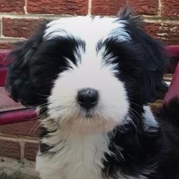 Tibetan Terriers from Karma Tibetan Terriers