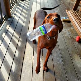 Redbone Coonhound Puppies from Dark Trail Redbones