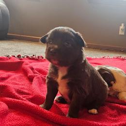 Blitzen - Red tri female Toy Australian Shepherd puppy in Crooksville, Ohio from West View Toy Aussies