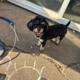 Giovanna - Poodle