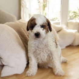 Sprague - Parti male Goldendoodle puppy in Livermore, Colorado from Heritage Hills Family Doodles