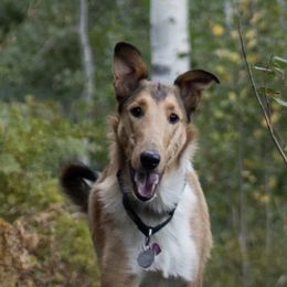 Sampa - Collie