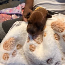 Blue - Black and rust male Miniature Pinscher puppy in Villa Rica, Georgia from Bridget GreenBoddy