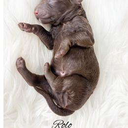 Rolo - Chocolate male Goldendoodle puppy in from Pink Poodles and Doodles