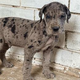 Damon - Merle male Great Dane puppy in Jerusalem, Arkansas from Mara Danes
